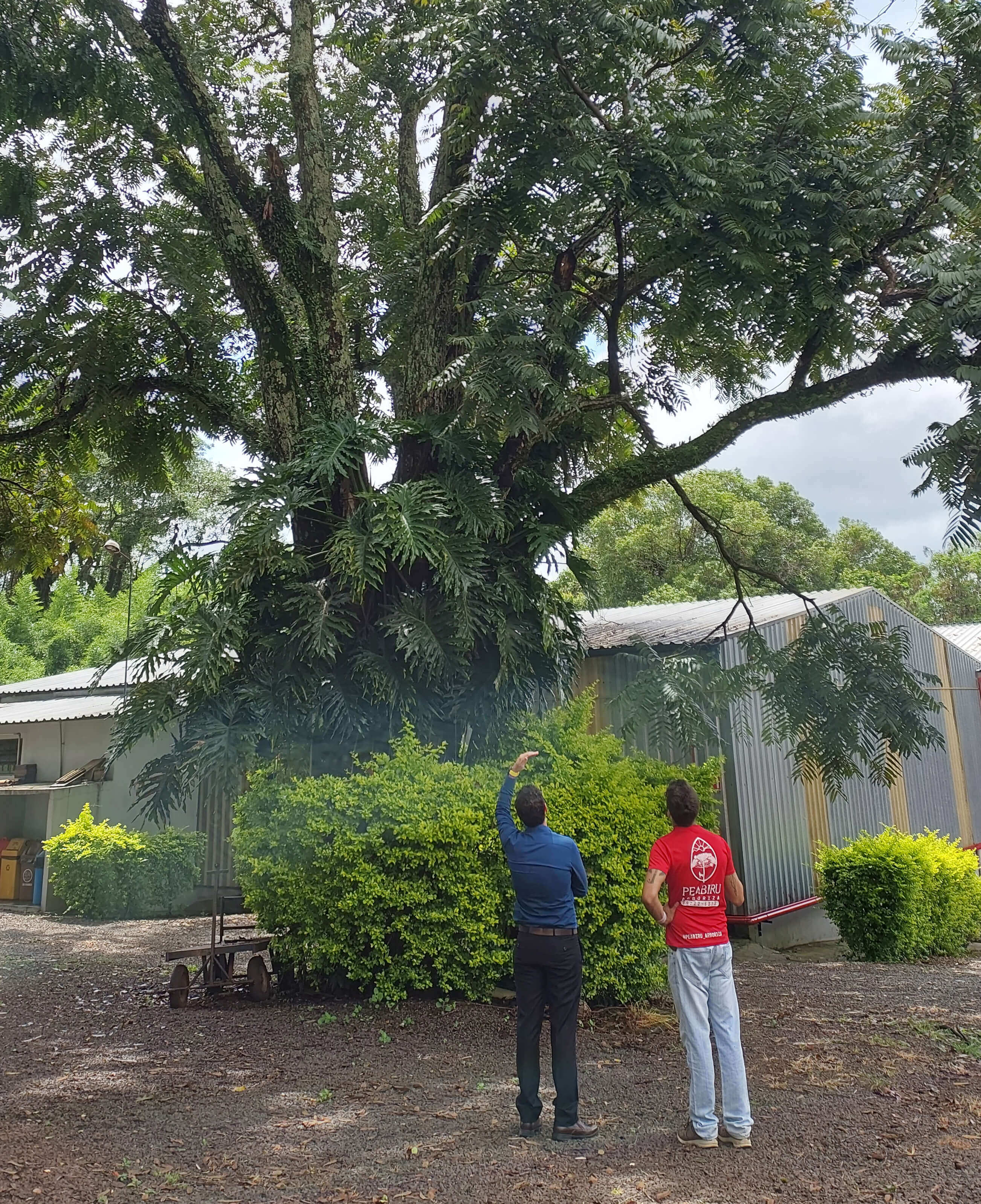 Serviços Peabiru Arboriza