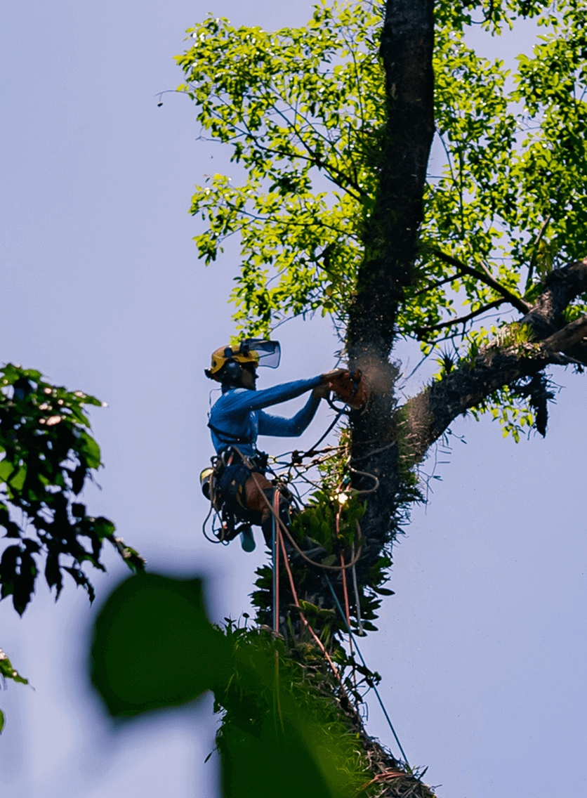 Serviços Peabiru Arboriza